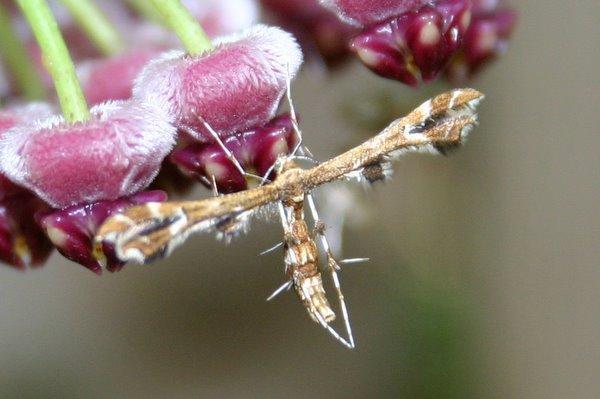 http://www.cloudjungle.com/cloudjungle/Asclepiadaceae/Hoya/Hoya wayetii flower with plume moth.jpg 